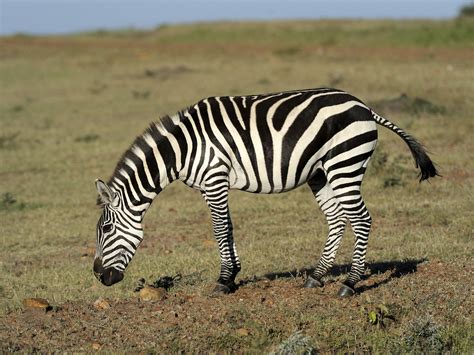 zebras have striped figgerits|We Now Know Why Zebra's Stripes Are So Effective.